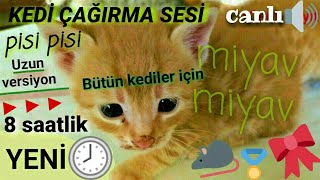 Kedi Cagirma Sesi Yavru Anne Kedinin Yavrusunu Kedileri Cagiran Ses Disi Miyavlamasi Cagirmasi Youtube