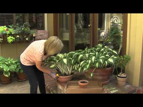Hostas