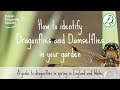 Wildlife Garden Project | Identifying Dragonflies and Damselflies in Your Garden in Spring