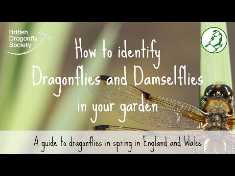 ვიდეო: Damselfly Vs. Dragonfly: როგორ ამოვიცნოთ Damselfly ბაღებში