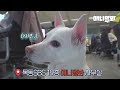 내 주인은 애니멀봐 방송국놈이었다 [브로드개스팅챌린지 5화]ㅣDog Doing Dog Challenges In Broadcast Center EP5