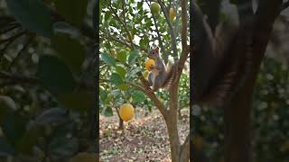 Kisan ki mehnat viral karo viral karo #agrifuture #farming #ai #shortsfeeds #futurefarming #shorts