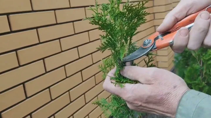 туя красная туя красная