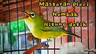 MASTERAN BURUNG PLECI NEMBAK MUDAH DI TIRU DALAM HITUNGAN DETIK