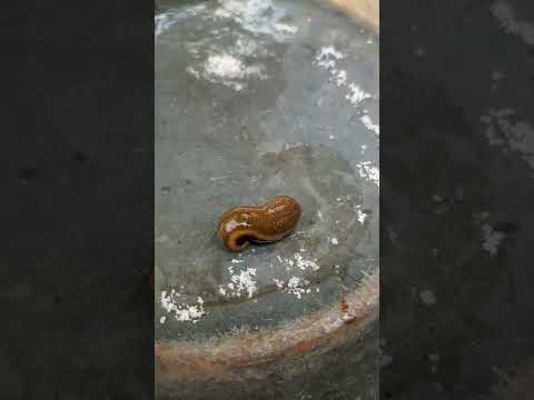 Video: Ulitki črvov v posodah: uporaba črvnih ulitkov za lončnice