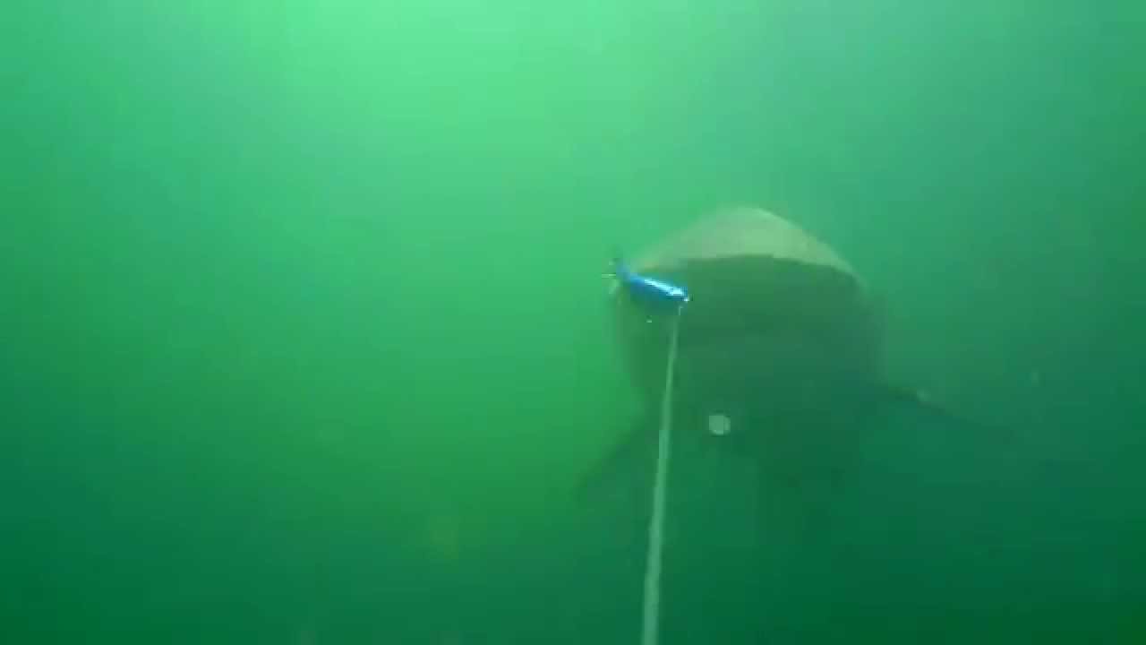 Waterwolf Underwater Camera - Shark