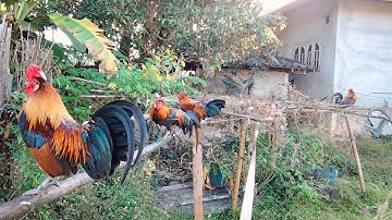 tso qaib dib peb saib ua ke nyiam nus tau,22/11/2023