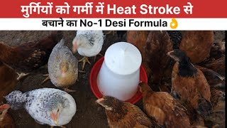 मुर्गियों को गर्मी में Heat Stroke से बचाने का No1 Desi Formula l  Summer care l Desi Murgi Palan