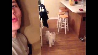 Funny Vine Clips 2015 - Just talking with my dog