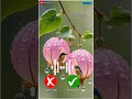 New Vivo 5G Ringtone || i phone 16 Mix ringtone #smartphone #aotomobile #xiaomiphones #shorts #2025