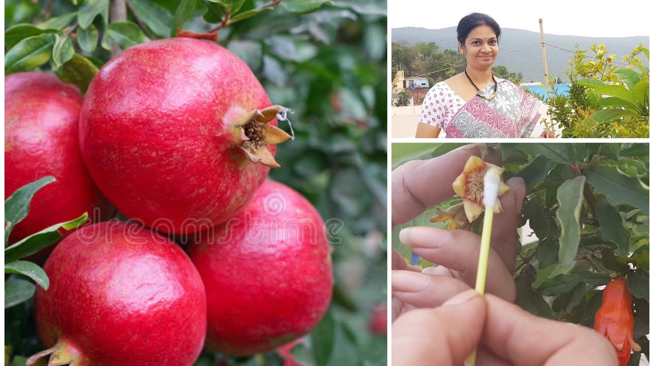 Tips for more fruiting in Pomegranate/దానిమ్మ ఎక్కువ కాయాలంటేhand