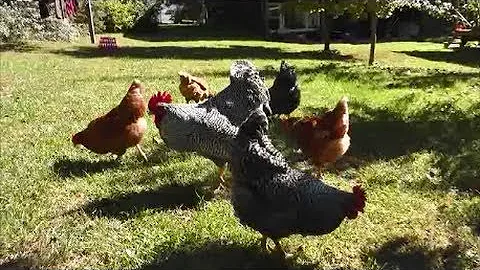 FREE RANGE CHICKENS!