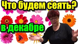 Цветы. Что посеять в декабре?