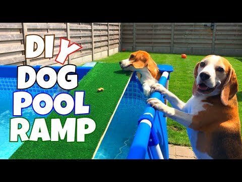 diy-dog-pool-ramp-:-cute-and-funny-beagle-dogs