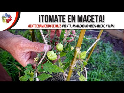 🍅 ¡ACELERA tu COSECHA de TOMATES en MACETA! ¡ENTRENA sus RAÍCES! + ¡LOS MEJORES TRUCOS! 🔥