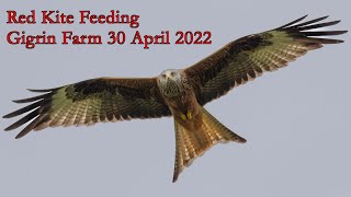 Red Kite Feeding At Gigrin Farm 30 April 2022 - 4K Panasonic Gh6 120Fps Slow Motion