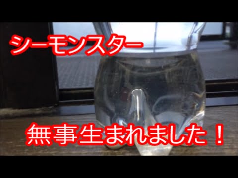 3 シーモンスター 無事に生まれました Youtube 3 シーモンスター 無事に生まれました Youtube