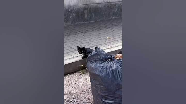 O GATO RASGOU O LIXO DO CONDOMÍNIO? 🗑️🐈‍⬛❌ #videosdosmyth #shorts