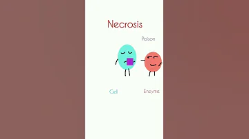 apoptosis vs necrosis