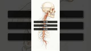 Cranial Nerves Quiz! Test Your Neuro Knowledge