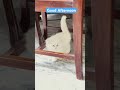 Pretty Little Persian Kitten 😍 | Too Cute to Handle
