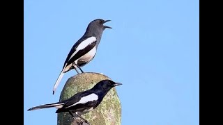 Suara Mp3 pikatan kacer dijamin ampuh