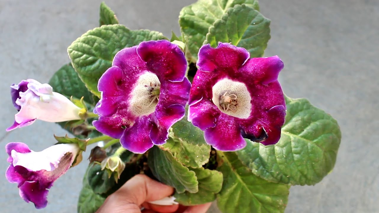 How to Plant, Grow & Care for GLOXINIA - Indoor or Outdoor [Start to  Finish] - thptnganamst.edu.vn