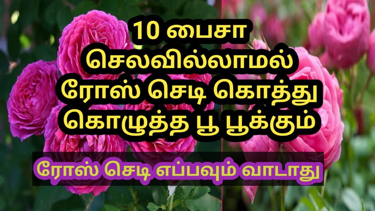 காய்ந்து போன ரோஸ் செடி திரும்பவும் வளர How to grow Rose plant in