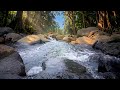 🌿 Lofi Chill, Nature Beats, River Sounds, Study Music, Focus Music 🌊 Cozy River Escape #relaxing