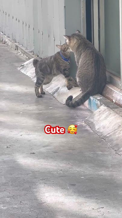 #CintaBapaKucing#AnakKucing#cutecat#cat#catlovers