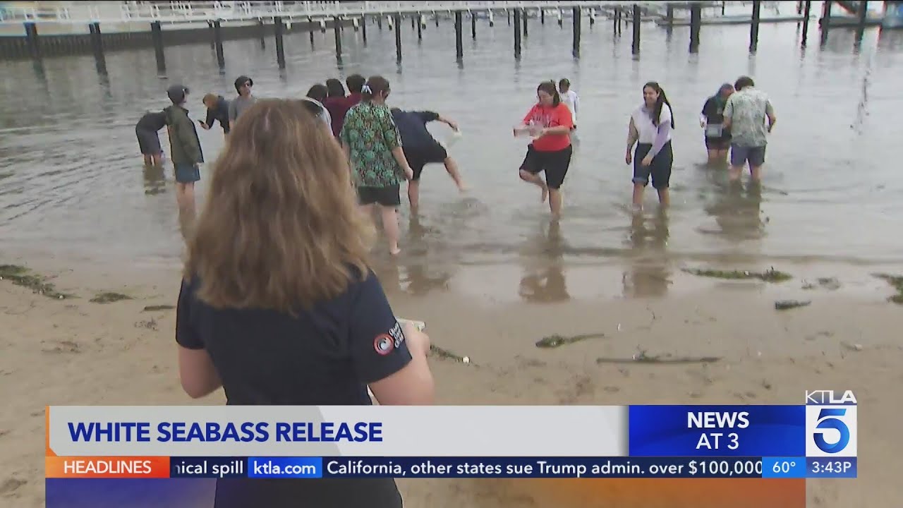 Orange Coast College students release over 200 white seabass into ocean waters
