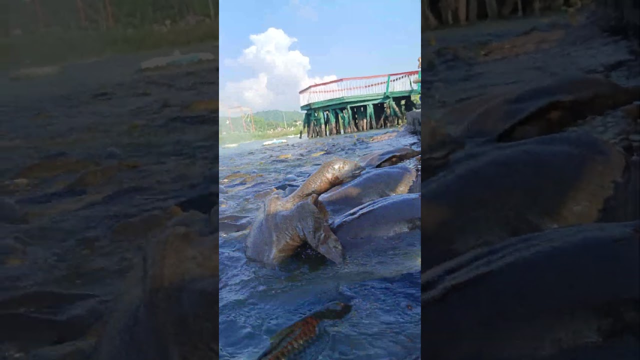 MANSAR LAKE FISH AND TURTLE J&K