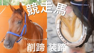 競走馬の削蹄・装蹄作業#125 Hoof Restoration Farrier - YouTube