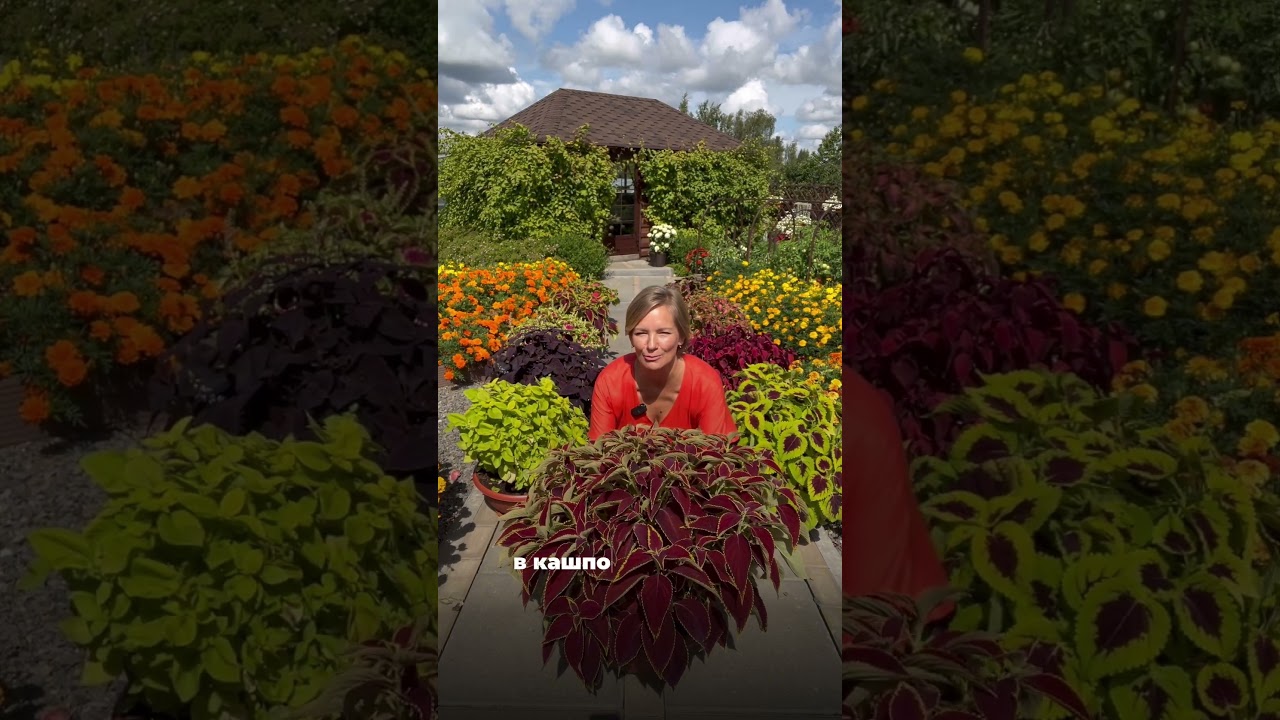 🌿 Премиальные серии колеусов для креативных идей в саду!  