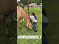 USA ranch horses causing nonstop silly trouble 🐴#USRanchHorses #AmericanCountryHorses
