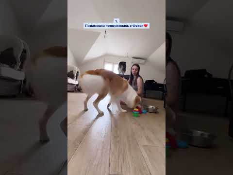 Хотите научить собаку собирать пирамидку? ❤️ #кинолог #собаки #дрессировкащенка #животные #puppy