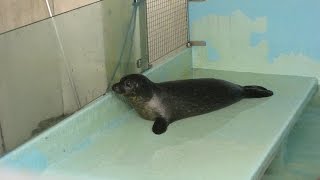 Vlog: A Day at the Sealife Centre