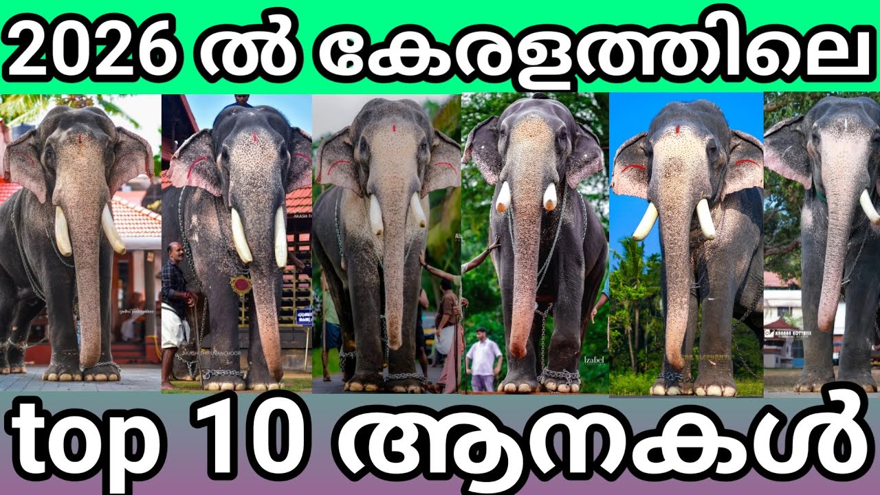 2026 ൽ കേരളത്തിലെ top 10 ആനകൾ 🤩🤩🔥. ഒന്നാമൻ ആര്??. Top 10 elephants in Kerala in 2026
