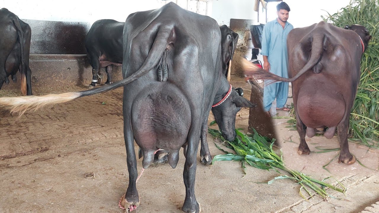 احتشام گجر چیچیاں 9 بھینسیں برائے فروخت 24 اکتوبر 2025 karnana channel