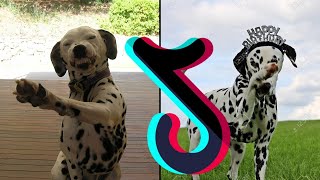 The Most Cute Dalmatian Try Not To Laugh Your Ass OFF Compilation - Dogs & Puppies Of TikTok Mashup by Boop Boop 5 views 1 year ago 9 minutes, 28 seconds