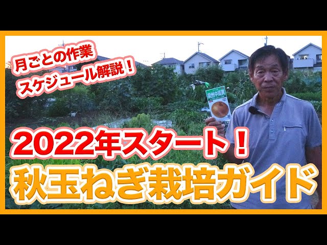 Tips for starting onion cultivation in 2022 from a Japanese farmer