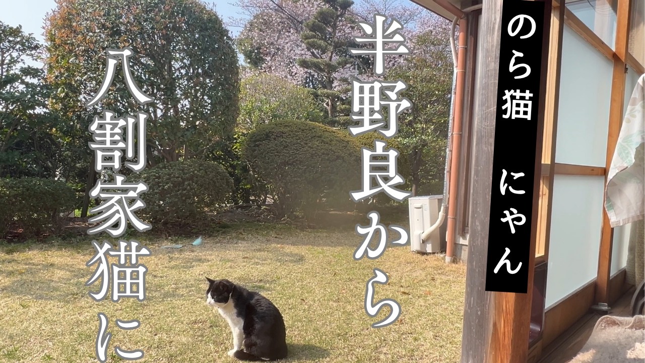 He is being a semi-stray to being 80% house cat - YouTube
