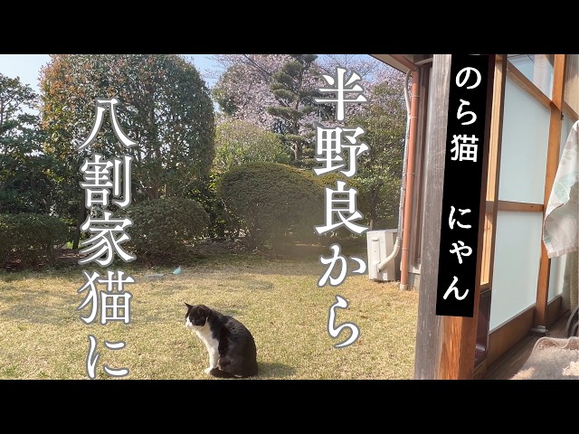 He is being a semi-stray to being 80% house cat - YouTube