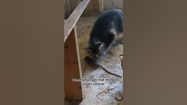 What Did The Barn Cats Do With This Rodent? #rodents