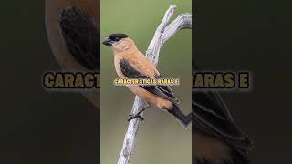 Caboclinho #caboclinho  #passarinhos  #avesdobrasil  #curiosidadesanimais  #naturezaviva