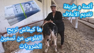 الربح من مشروع التسمين ، أجيو تشوفو معنا الأعلاف التي نستعمل في تسمين الضروبات.