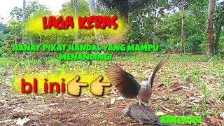 laga keras hanya pikat handal yg bisa ngimbangi bl ini