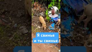 Все мы братья свиньи #индия #арамболь #гоа