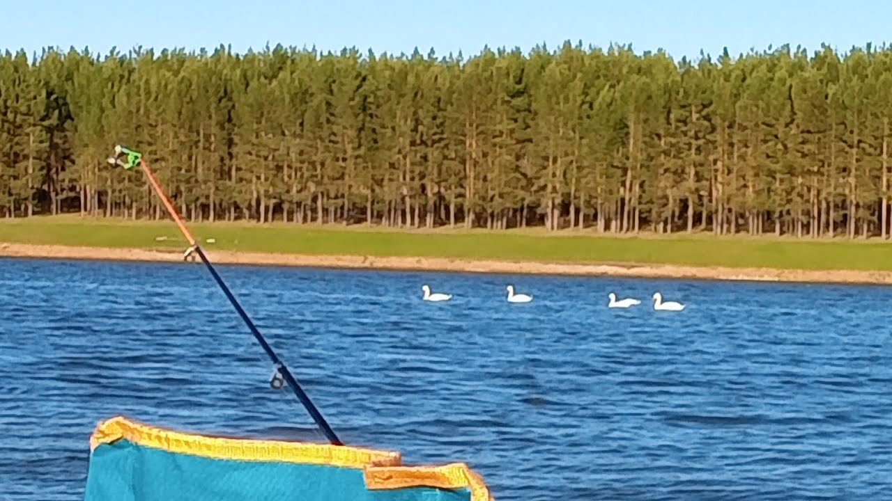 Ловля карася с лебедями, вечерняя зорька. - YouTube