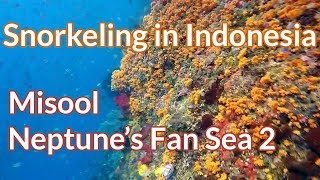 Neptune’s Fan Sea 2, Misool - Snorkeling in Indonesia